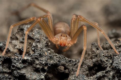 La aciaga mordedura de la araña violinista, la más。